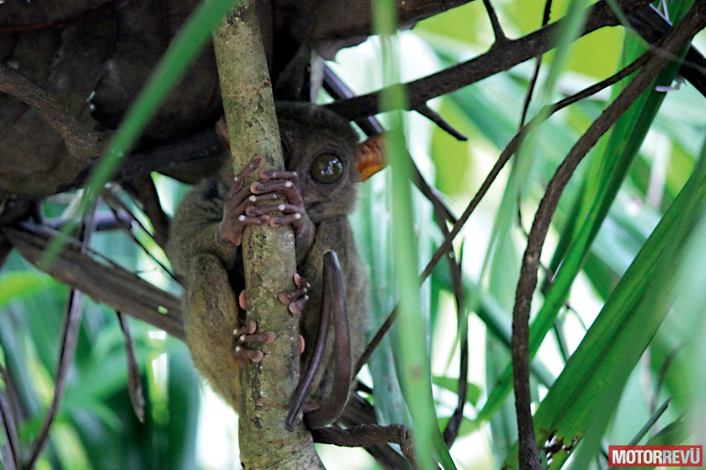 Túrák Túra: Fülöp-szigetek, Bohol, 1. rész Túrák Túra: Fülöp-szigetek, Bohol, 1. rész